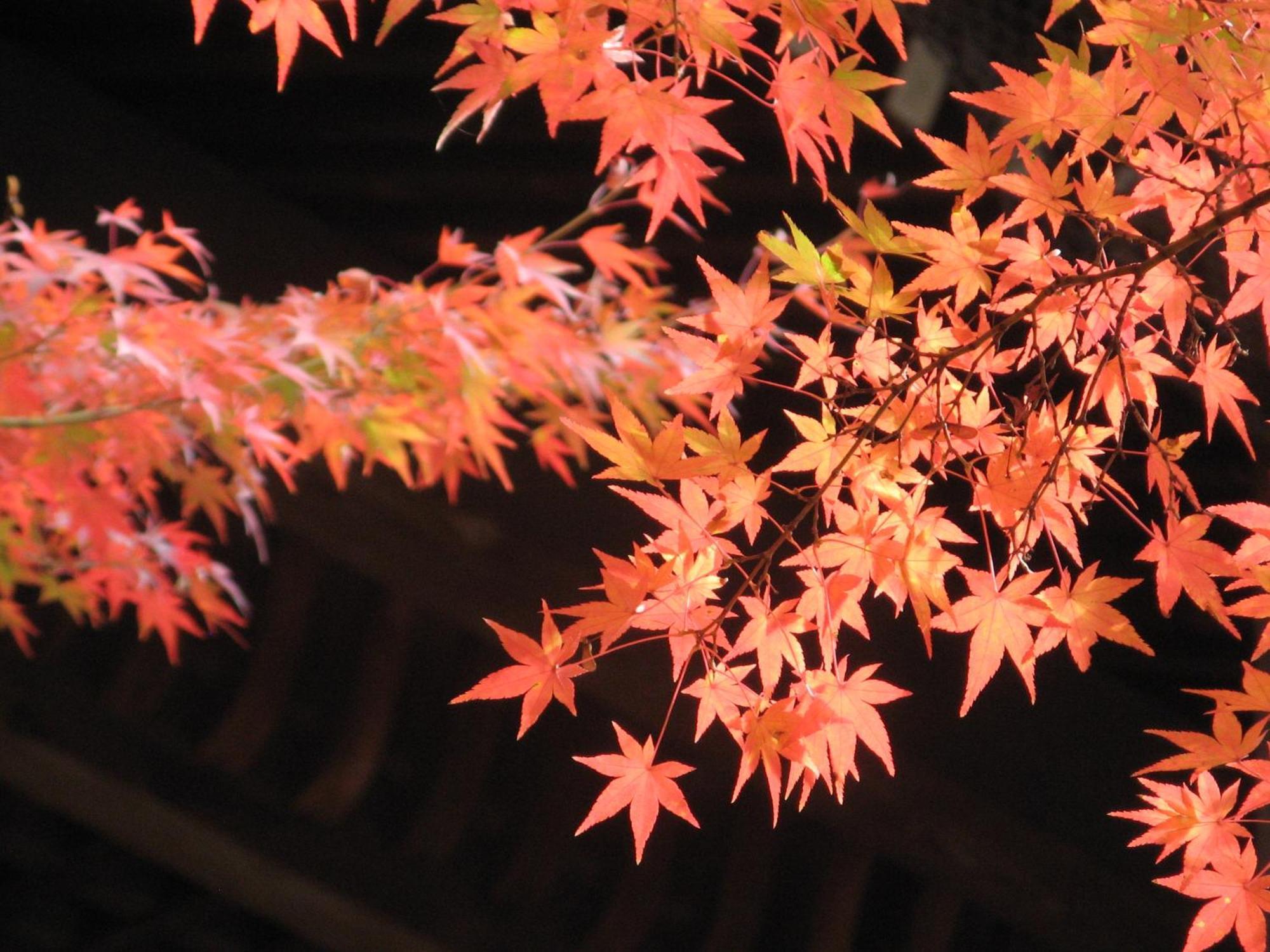 Heian No Mori Kyoto Hotell Exteriör bild